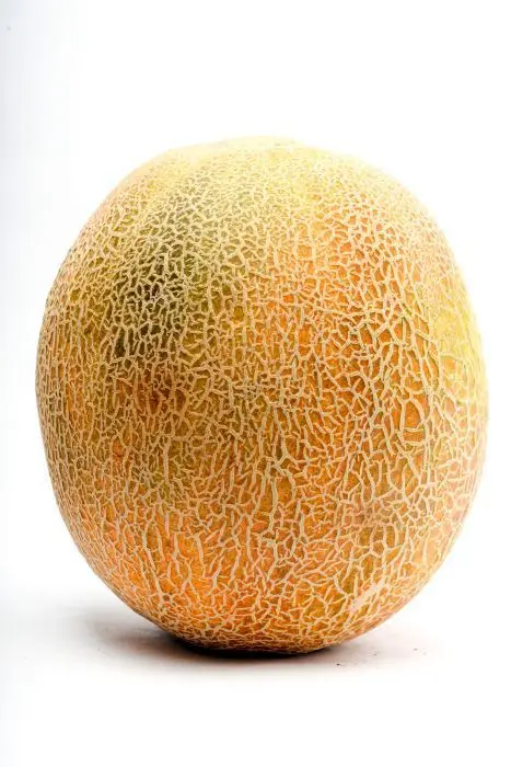 MELON  KLS