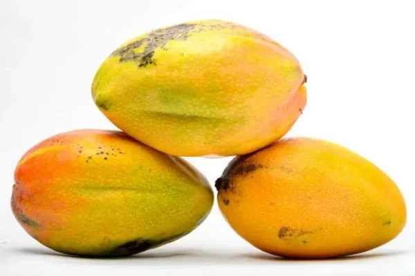 MANGO YULIMA  KLS