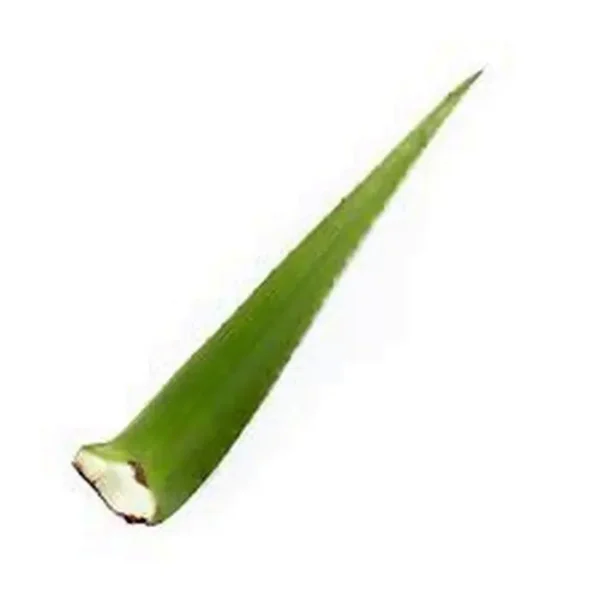 PENCA DE SABILA UND