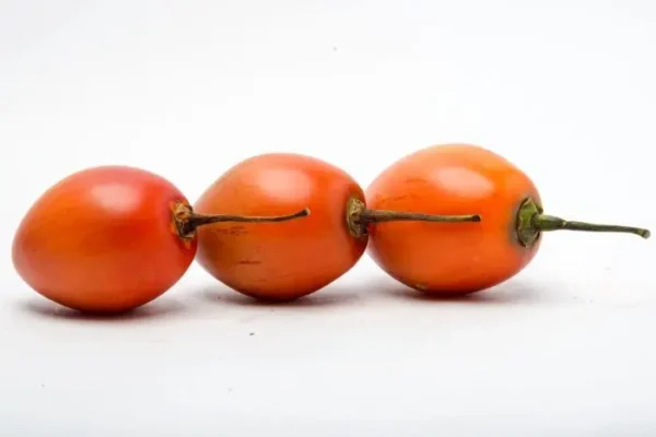 TOMATE DE ARBOL ROJO  KLS
