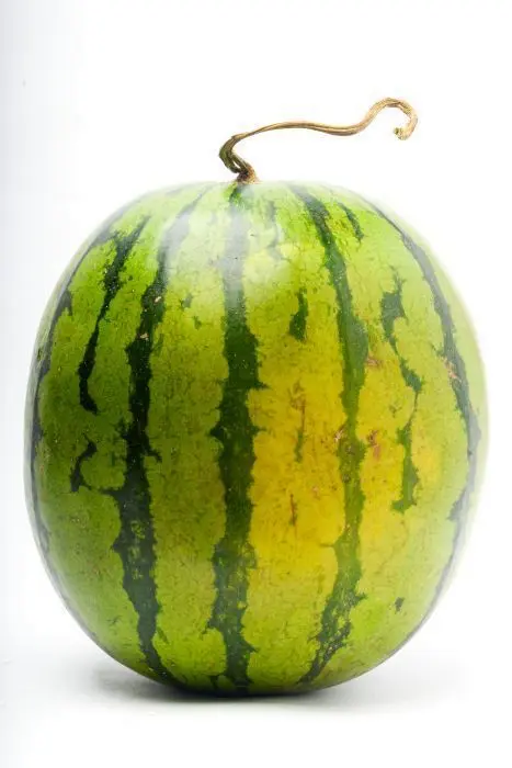 PATILLA BABY  KLS