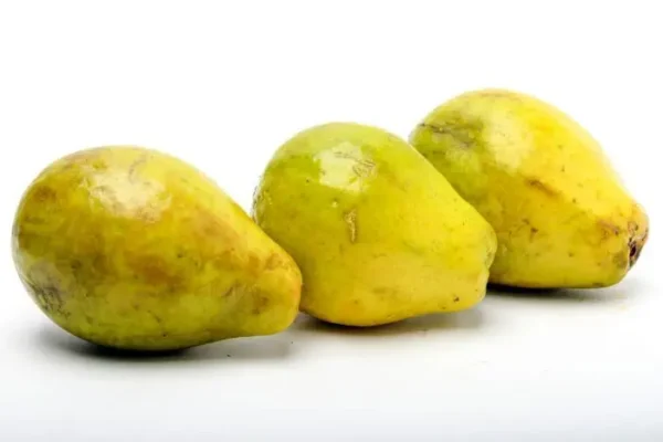 GUAYABA PERA  KLS