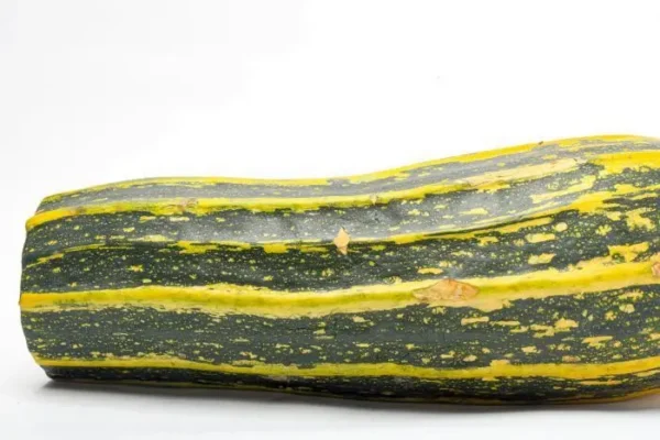 CALABAZIN VERDE  KLS