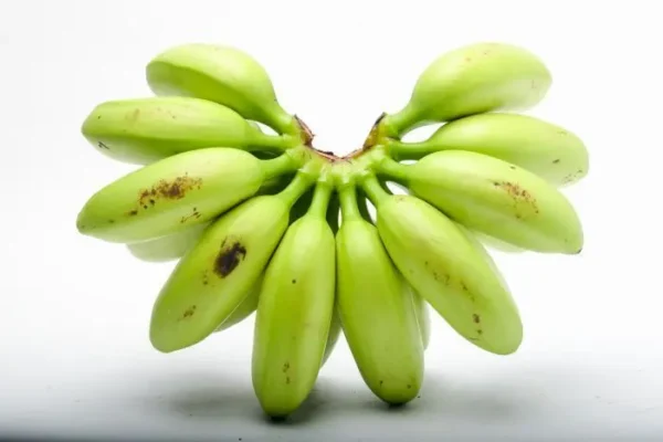 BANANO BOCADILLO  KLS