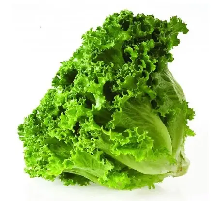LECHUGA CRESPA VERDE HORTIFRUTICOLA U UND