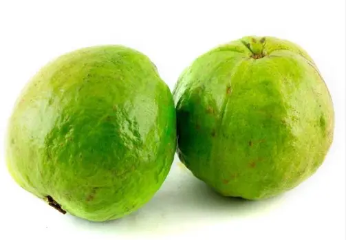 [946-KLS] GUAYABA MANZANA  KLS