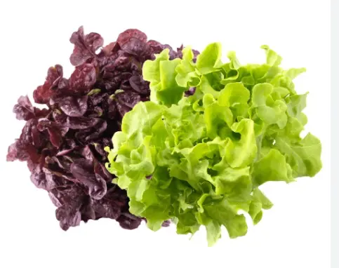 [11560-UND] LECHUGA CRESPA COMBINADA U UND