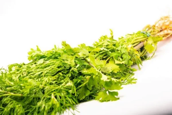 [2503-UND] CILANTRO UND