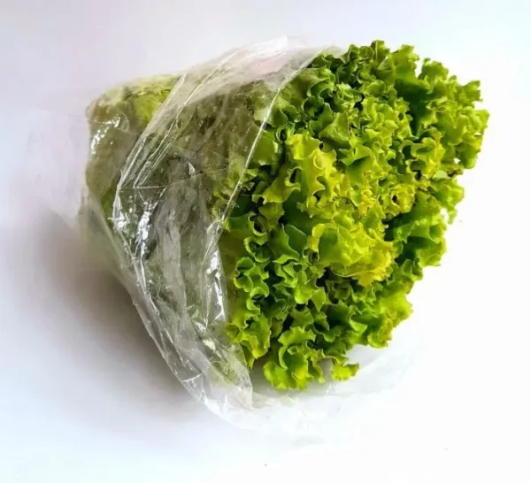 [2509-UND] LECHUGA CRESP/VERD TRD UND