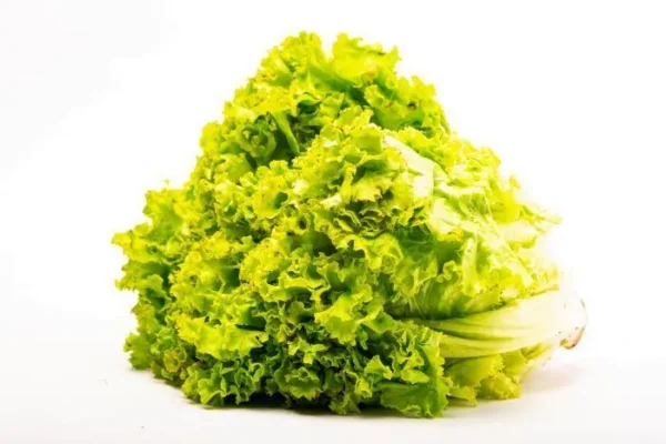[2507-UND] LECHUGA BATAVIA UND