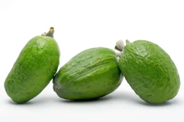 [916-KLS] FEIJOA  KLS