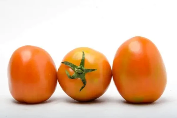[1007-KLS] TOMATE CHONTO  KLS