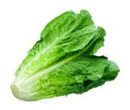 [12077-UND] LECHUGA ROMANA HIDROPONICA U UND