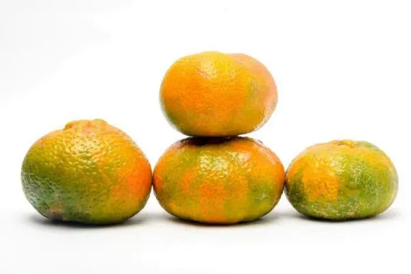 MANDARINA ARRAYANA  KLS