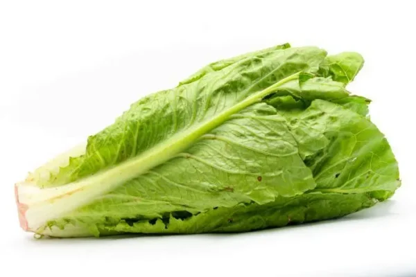 LECHUGA ROMANA FRESCA UND